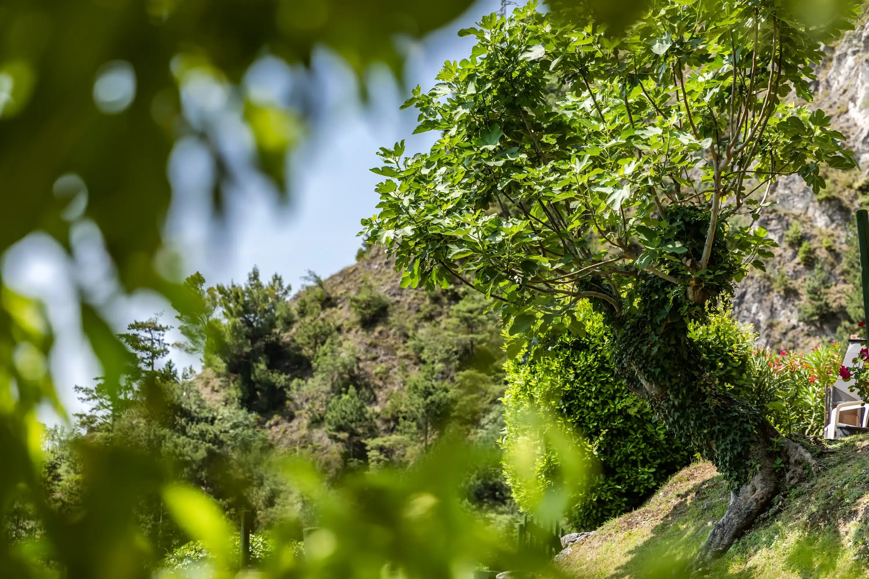 Arbre en pente avec vue sur des collines boisées