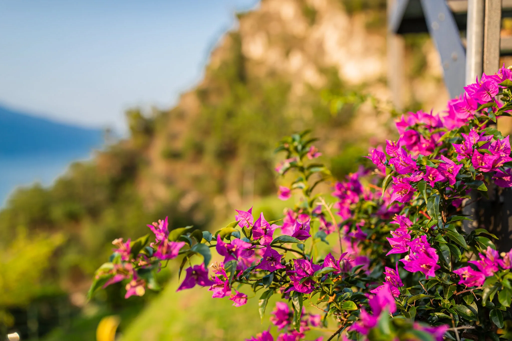 Bouganville in fiore su una collina soleggiata