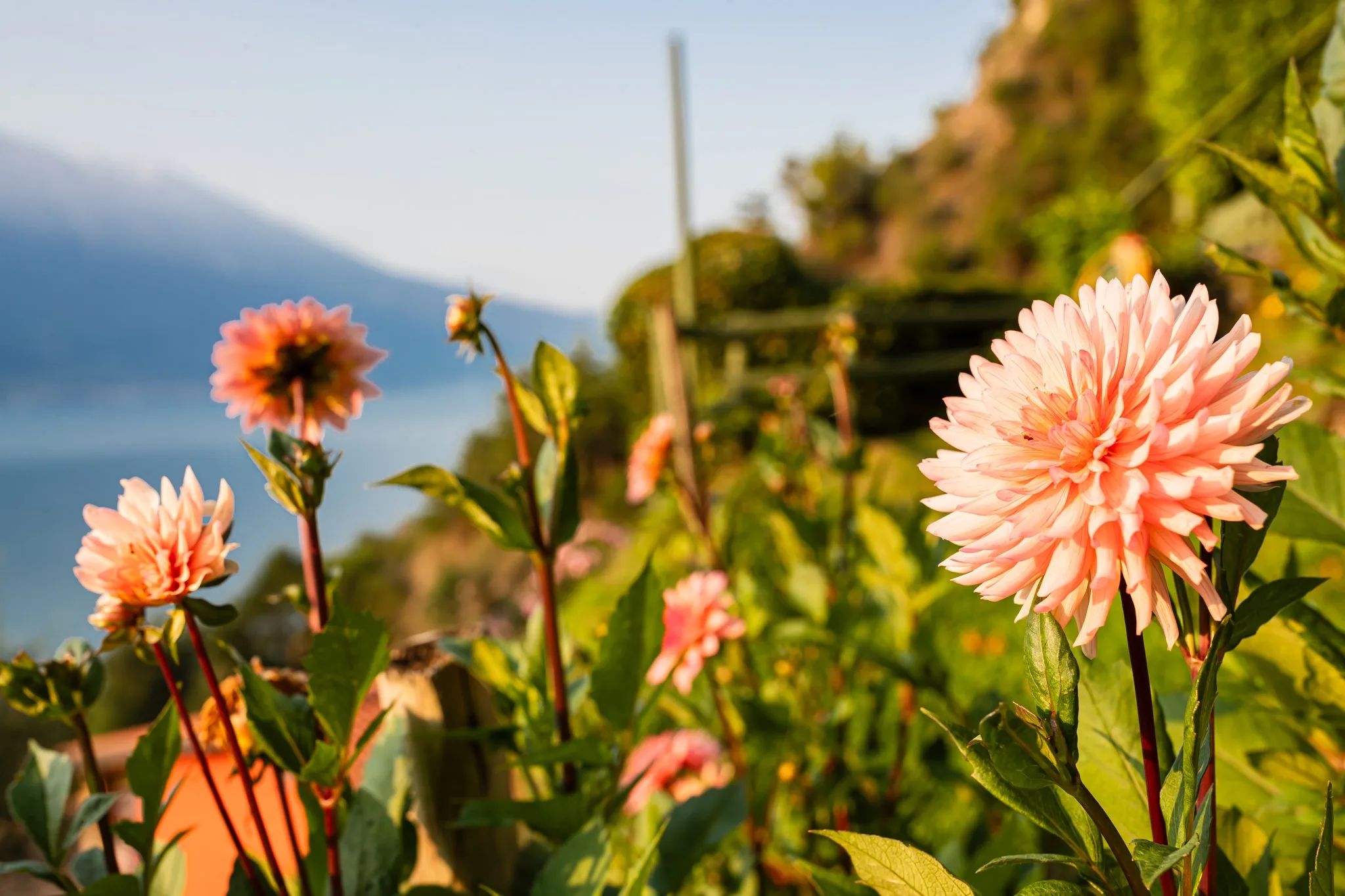 Dalie rosate in fiore in un giardino con vista sul lago