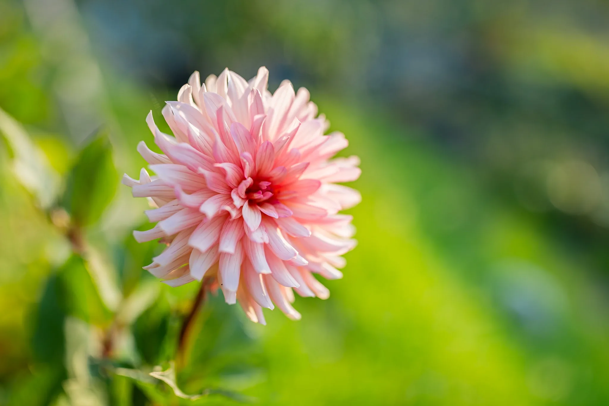 Fiore di dalia rosa in fiore su sfondo verde
