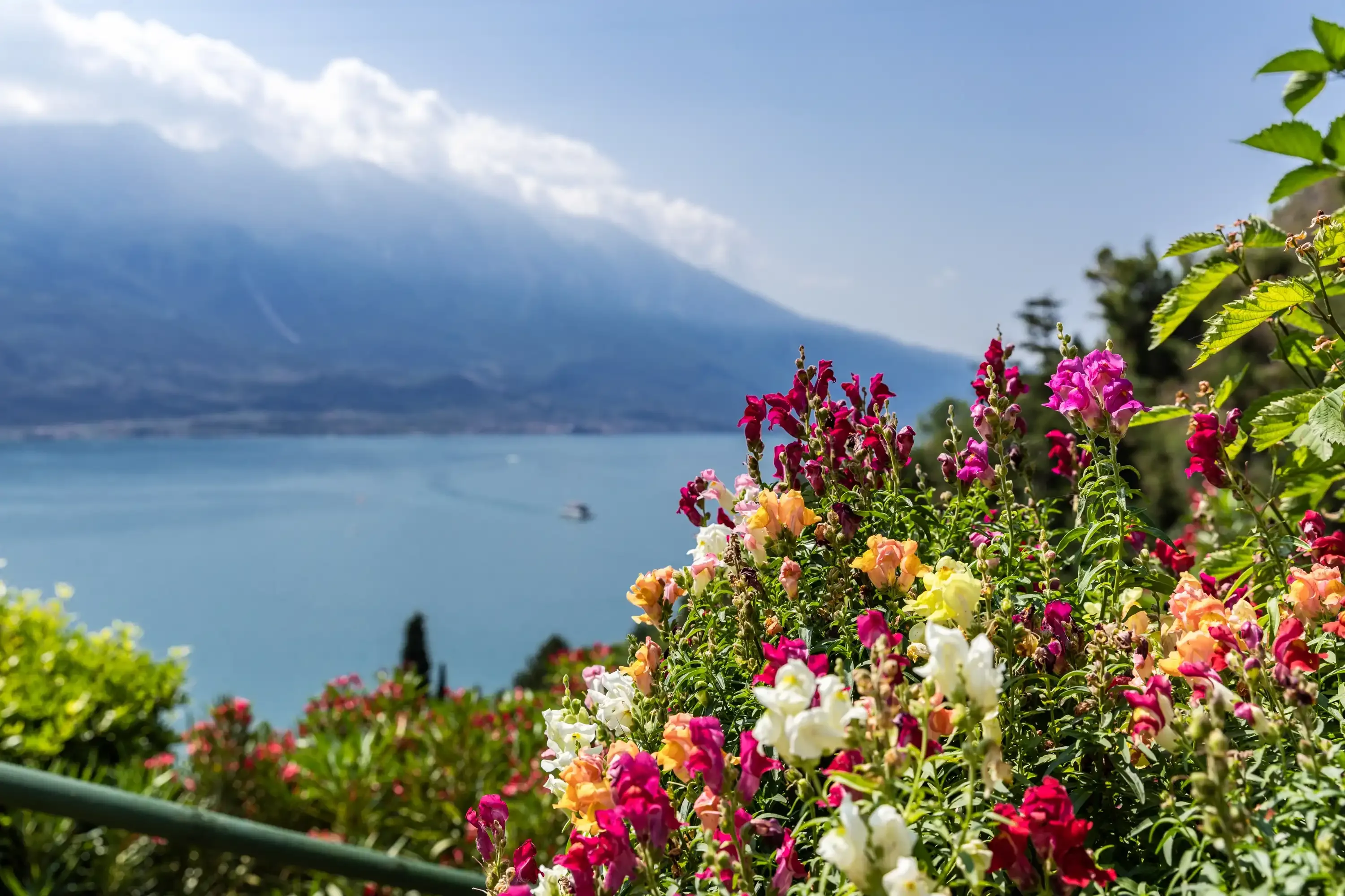 Fiori colorati con vista sul lago e montagne sullo sfondo