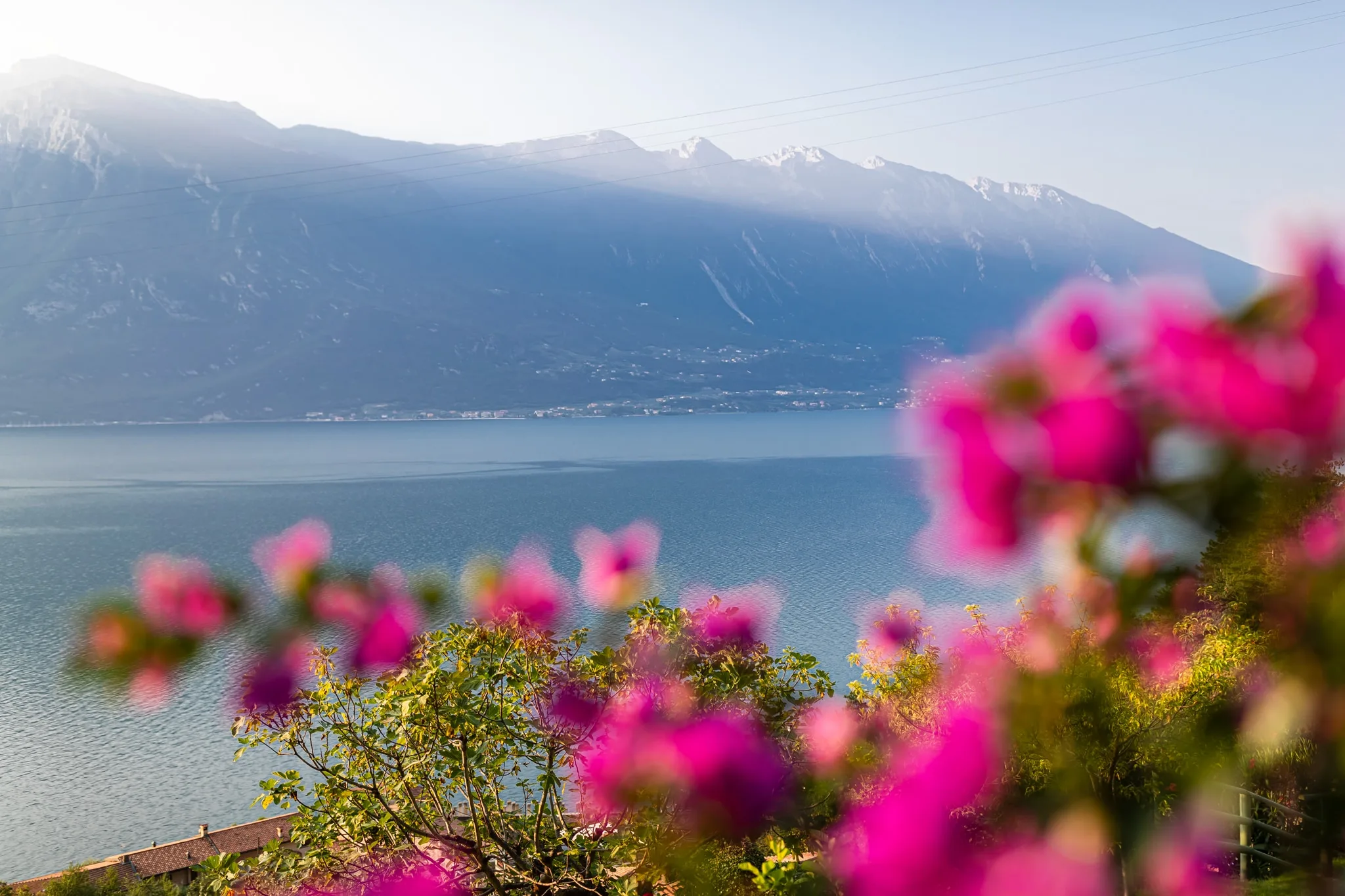 Vista panoramica sul lago con fiori rosa e montagne sullo sfondo