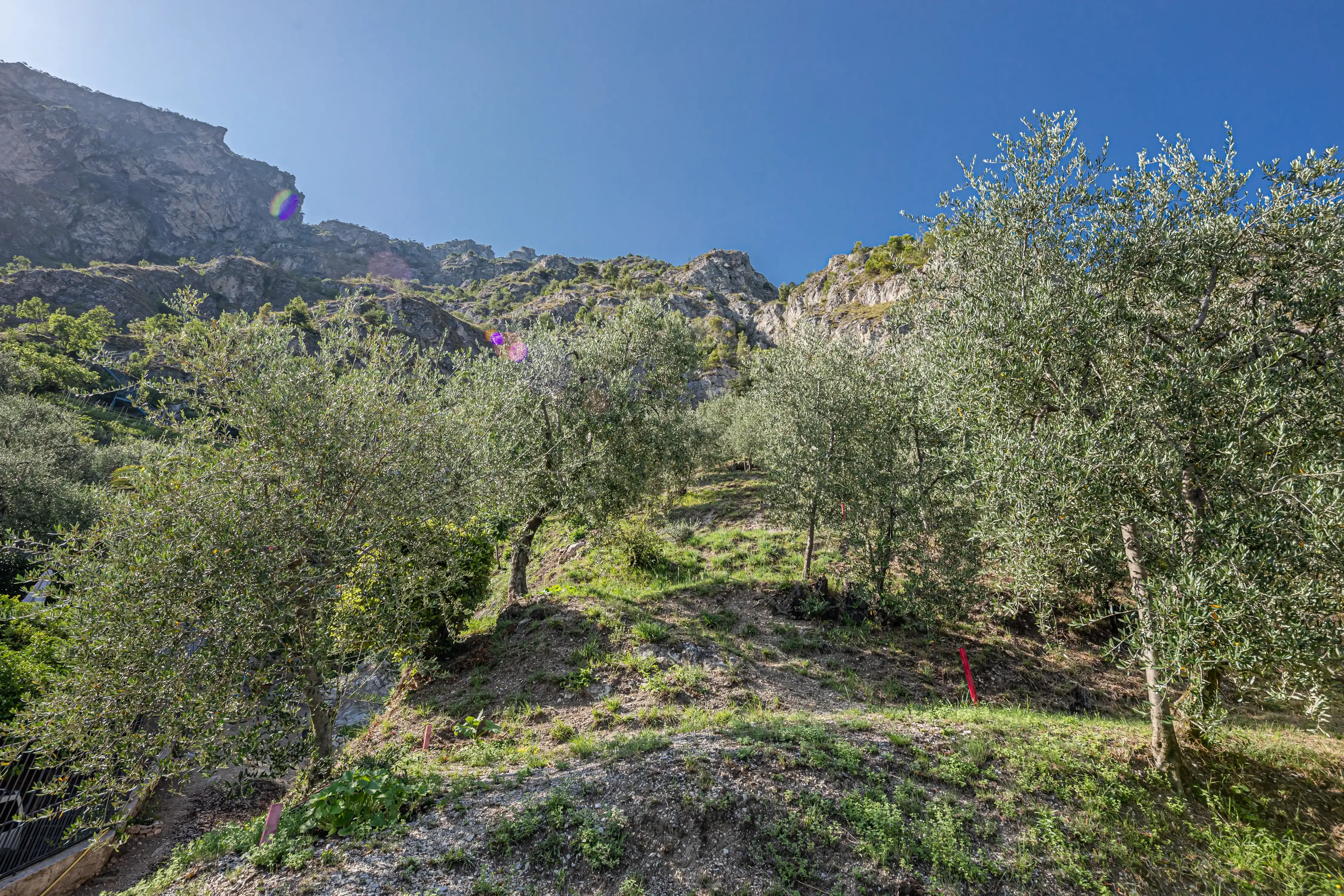 Uliveto su pendio collinare con cielo sereno e montagne rocciose